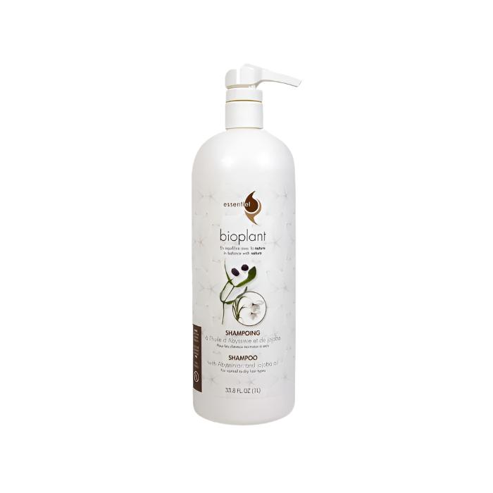 Abyssinia Shampoo